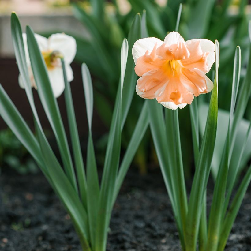 Narcissus Apricot Whirl (Plant habit)