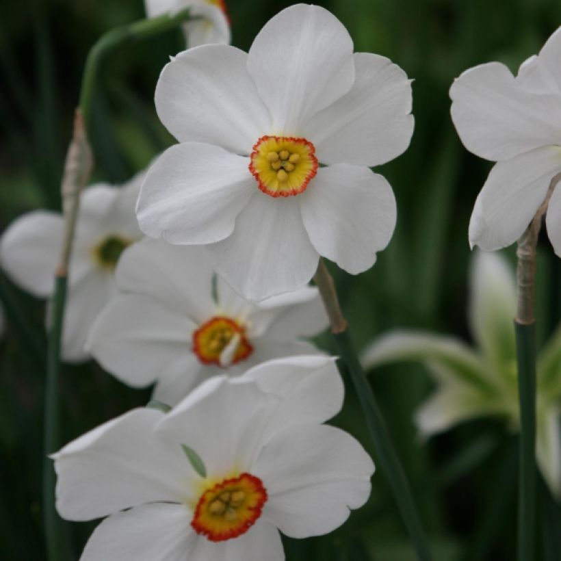 Narcissus poeticus Actaea (Flowering)