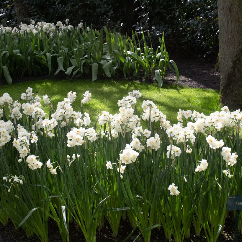 Narcissus Abba - Daffodil (Plant habit)