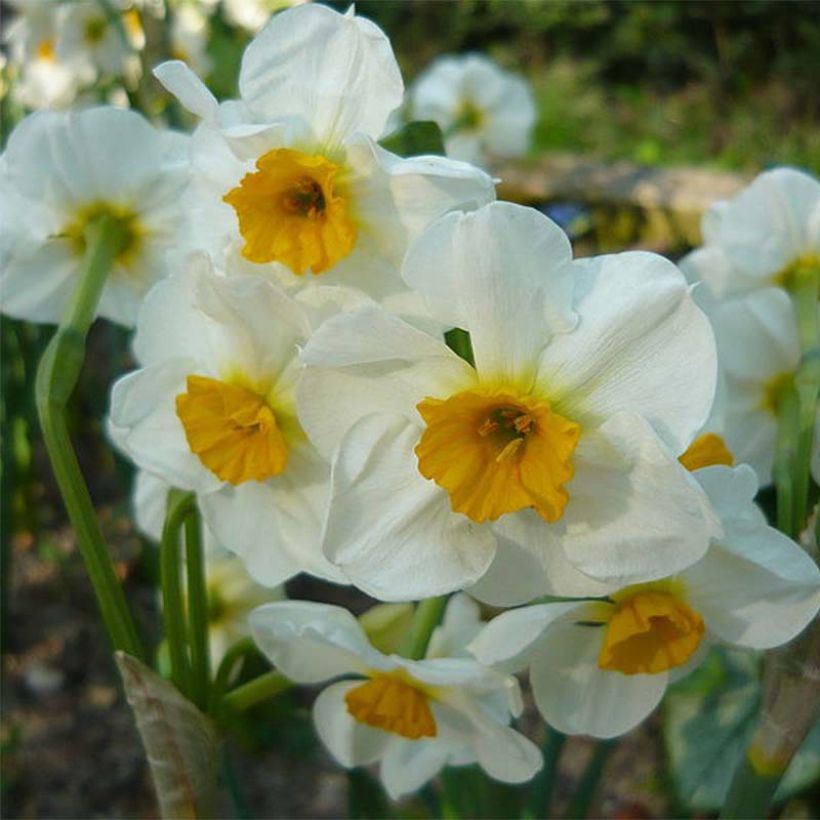 Narcissus Laurens Koster (Flowering)