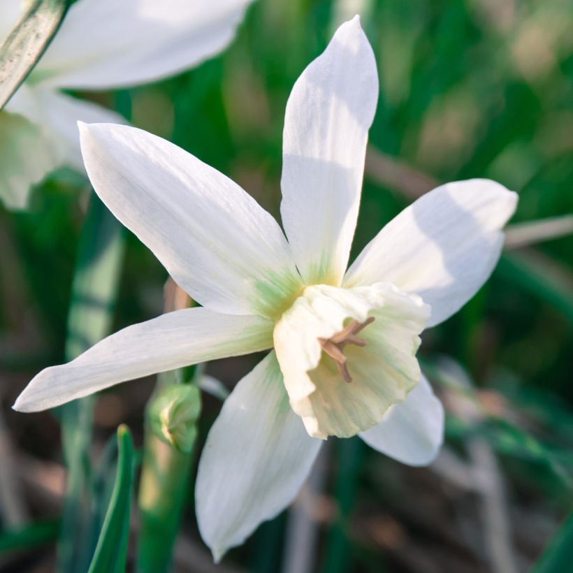 Narcissus triandrus Thalia - Daffodil (Flowering)