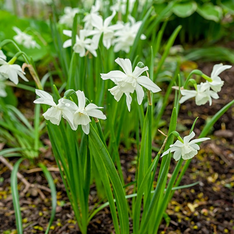 Narcissus triandrus Thalia - Daffodil (Plant habit)