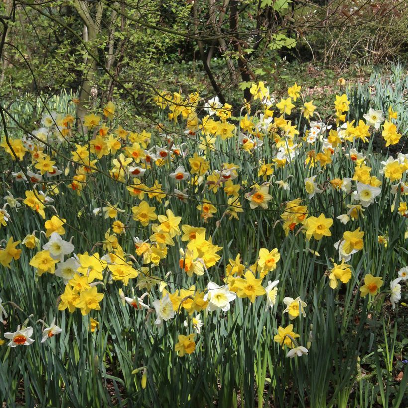 Narcissus (Plant habit)