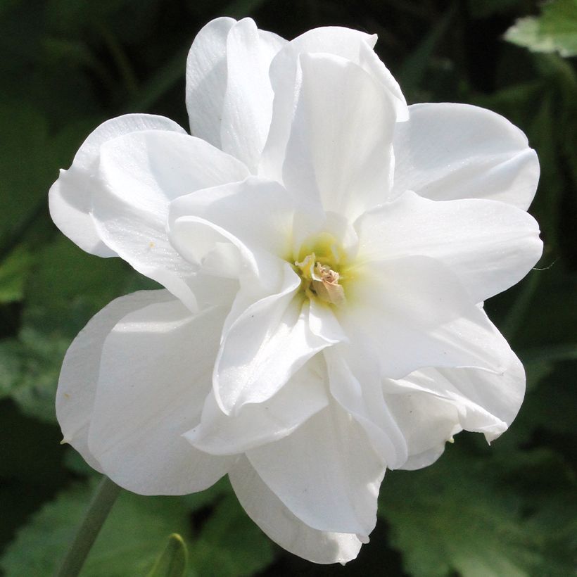 Narcissus poeticus 'Albus Plenus Odoratus' (Flowering)