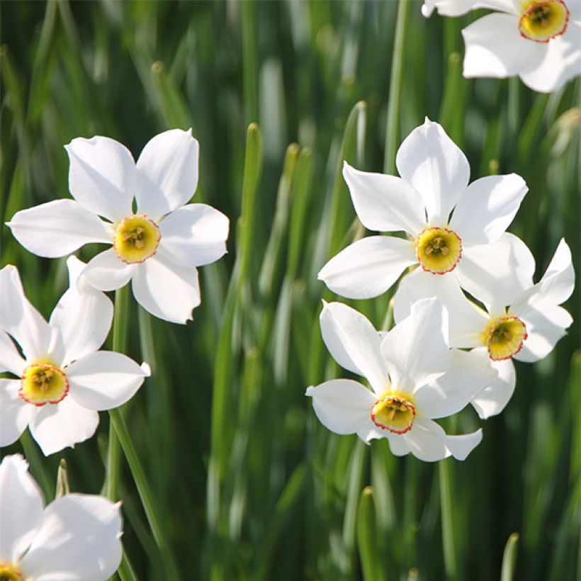 Narcissus poeticus recurvus - Daffodil (Flowering)