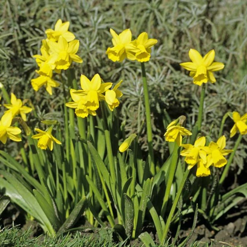 Narcissus cyclamineus Tête-à-tête (Plant habit)