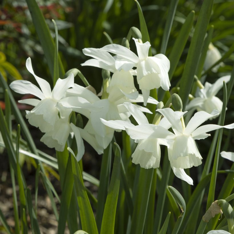 Narcissus jonquilla Pueblo - Daffodil (Flowering)