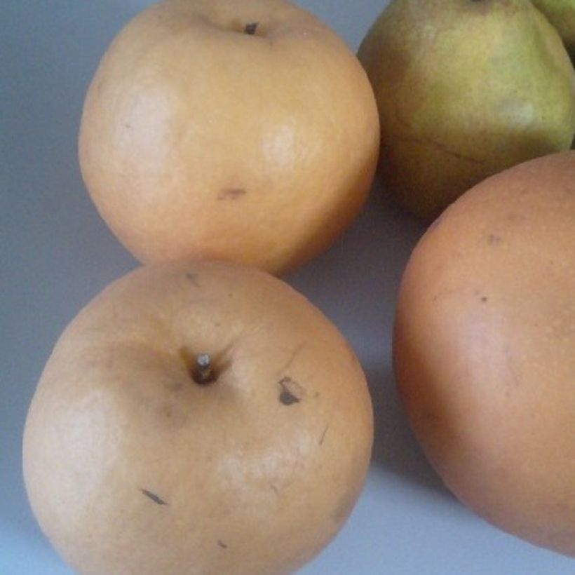 Nashi Shinseiki Organic - Apple-Pear (Harvest)