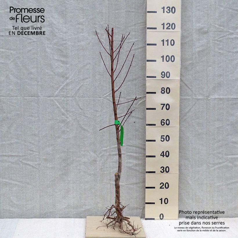 Prunus persica var. nucipersica - Brugnon Nectarine tree sample as delivered in winter