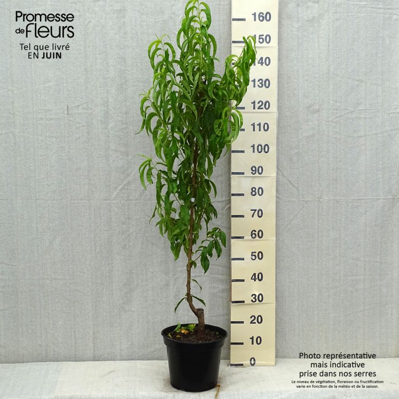 Prunus Fantasia - Nectarine Tree 7.5L/10L pot, Goblet sample as delivered in summer