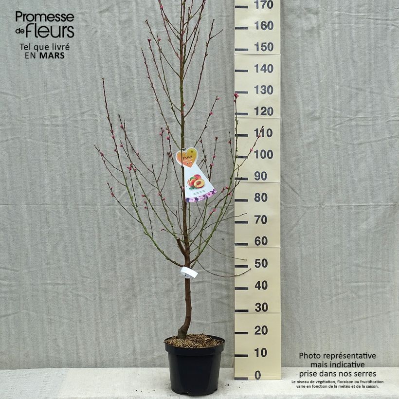 Prunus Flavortop - Nectarine Tree sample as delivered in spring