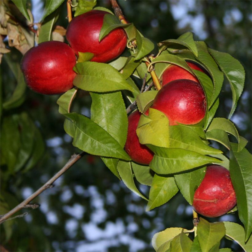 Prunus persica Honey Muscat - Nectarine Tree (Flowering)