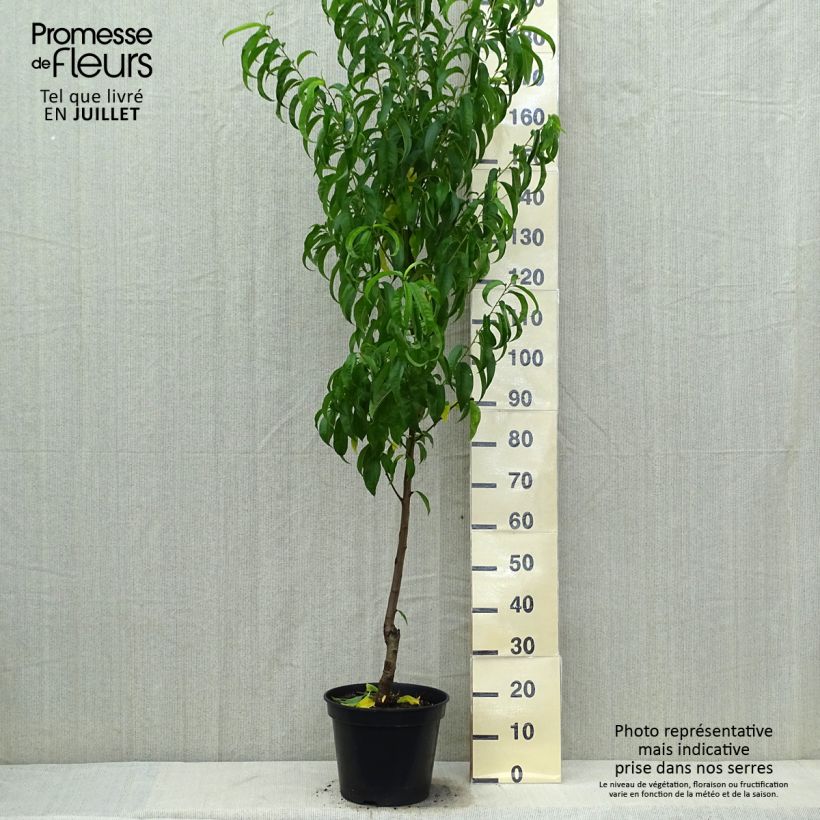 Prunus persica Morton - Nectarine Tree 7.5L/10L pot, Goblet sample as delivered in summer