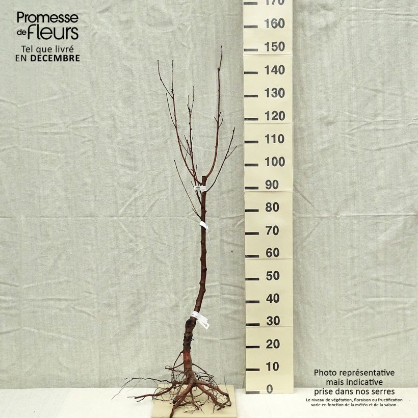 Prunus Nectared - Nectarine Tree sample as delivered in winter
