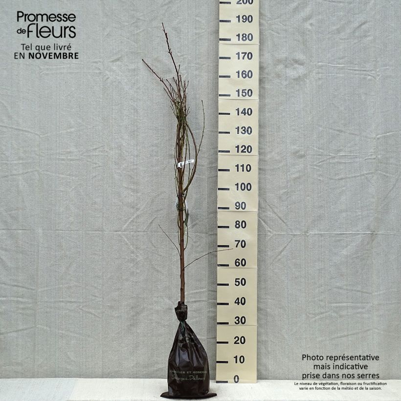 Prunus Nectared - Nectarine Tree Ready-to-plant root ball, Scion sample as delivered in autumn