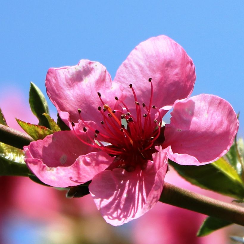 Prunus Flavortop - Nectarine Tree (Flowering)