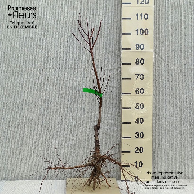 Prunus Nectarose - Nectarine tree Bare root, ScionShipped height around 90/120cm sample as delivered in winter