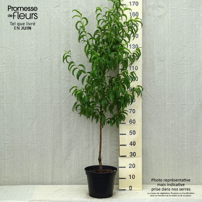 Prunus Nectarose - Nectarine tree 7.5L/10L pot, Goblet sample as delivered in summer