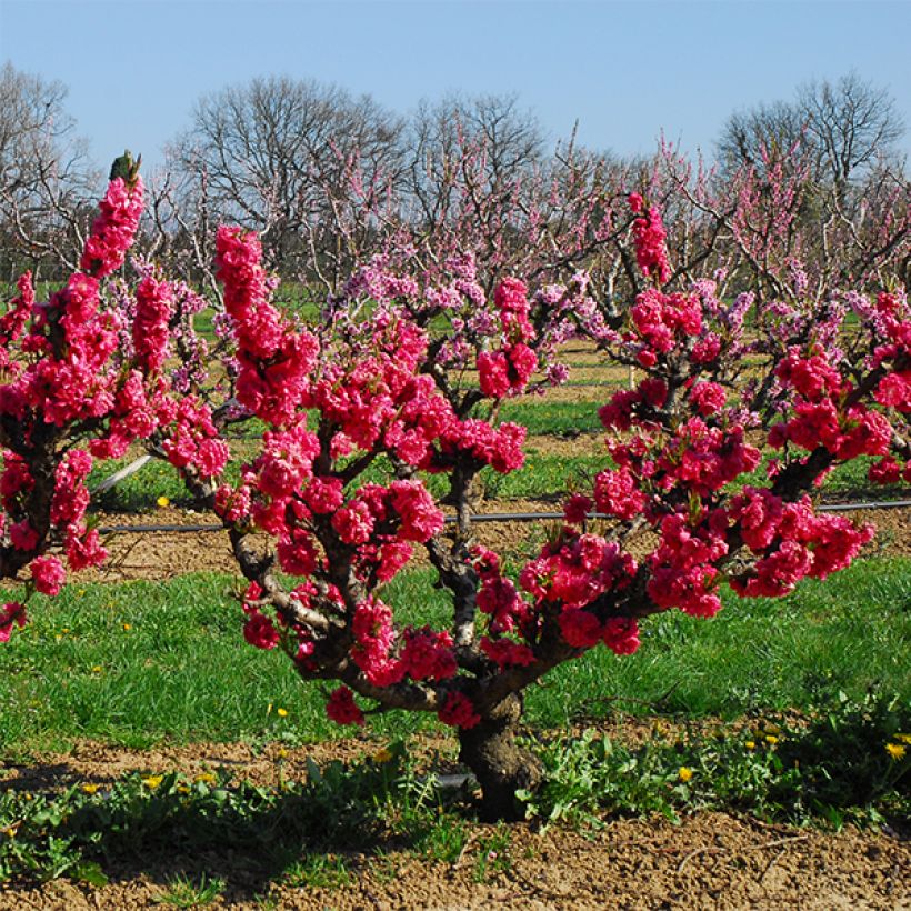 Prunus persica Garden Beauty - Dwarf Nectarine Tree (Plant habit)