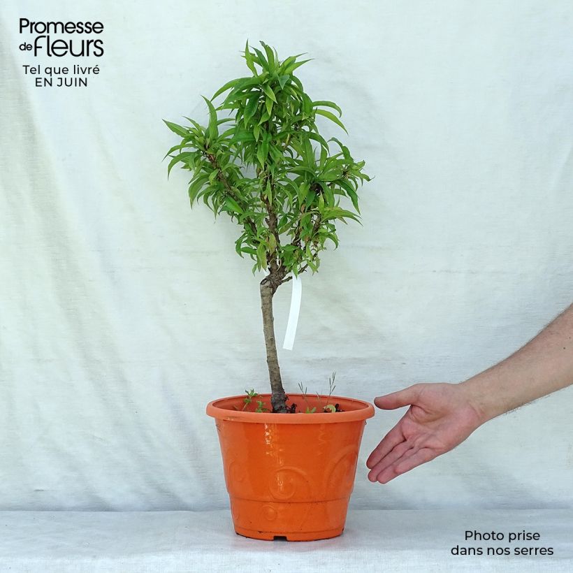 Prunus persica Snow Baby - Dwarf Nectarine Tree 7.5L/10L pot, Dwarf sample as delivered in summer
