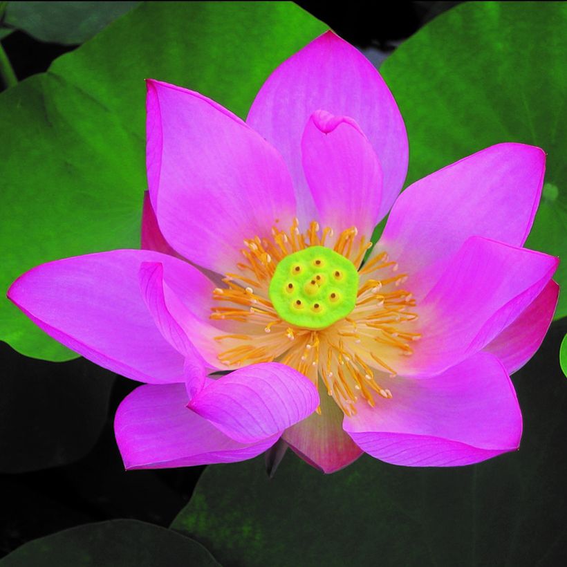 Nelumbo Pygmaea Red - Sacred Lotus (Flowering)