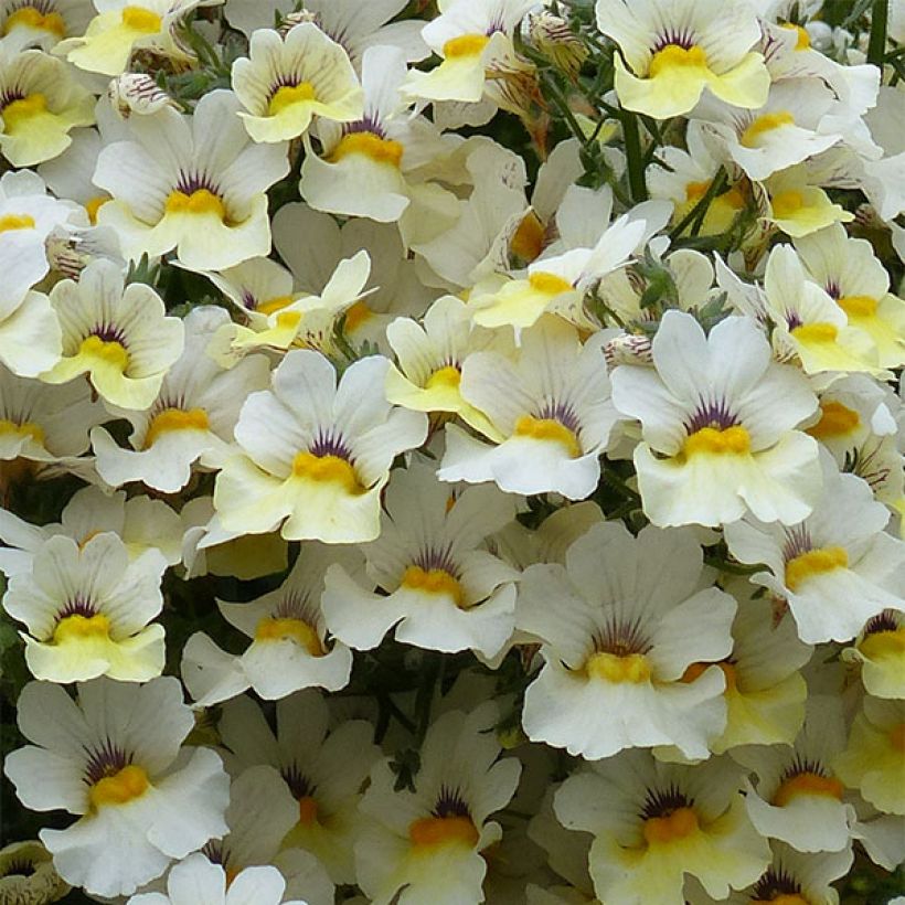 Nemesia strumosa Sunsatia Plus Little Vanilla (Flowering)