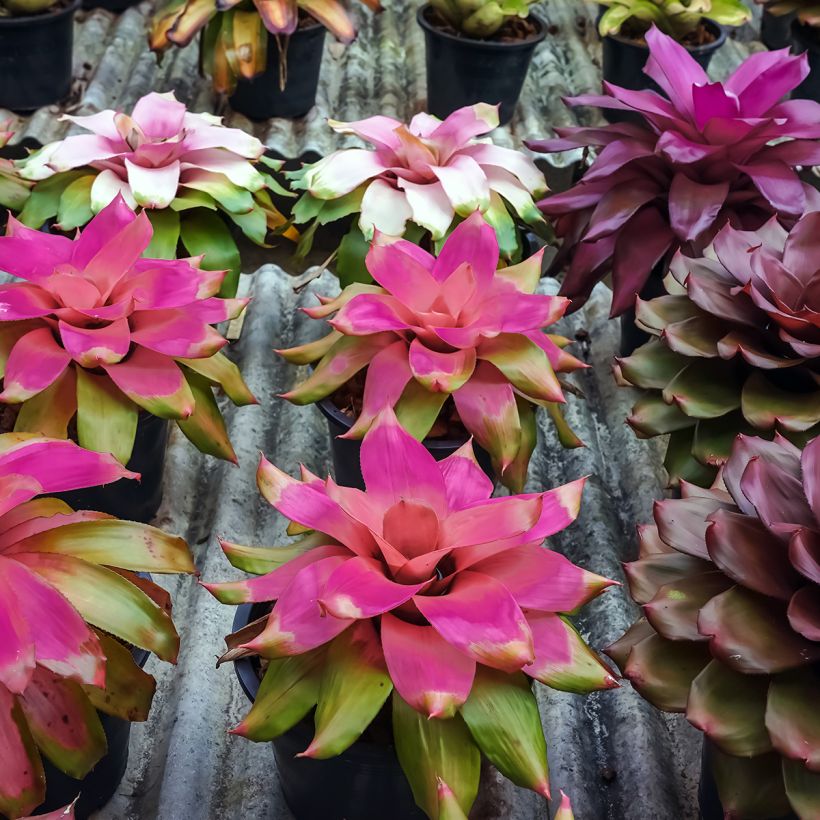 Neoregelia Medusa - Blushing bromeliad (Plant habit)