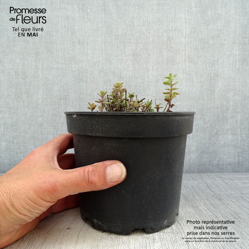 Nepeta faassenii Kit Cat - Catnip 2L/3L pot sample as delivered in spring