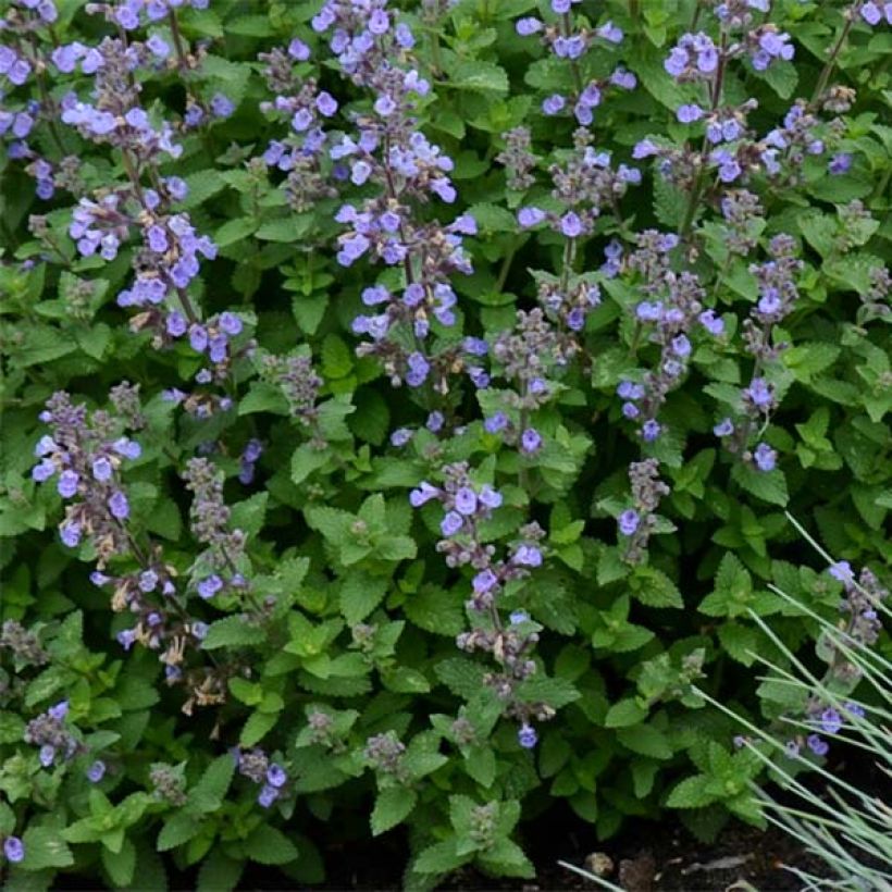 Nepeta faassenii Purrsian Blue - Catnip (Foliage)