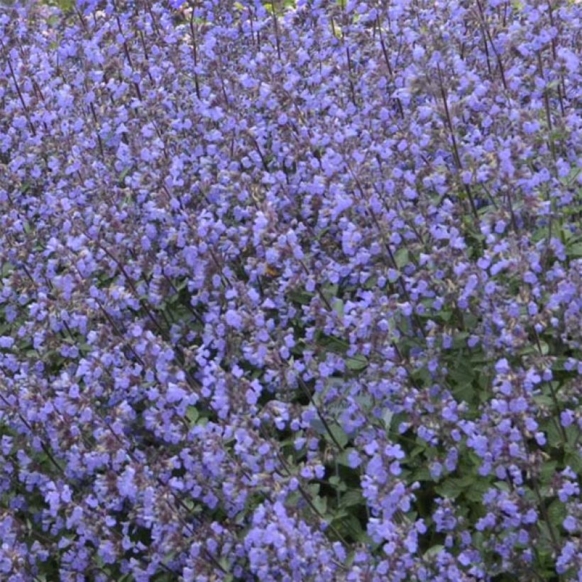 Nepeta faassenii Purrsian Blue - Catnip (Flowering)