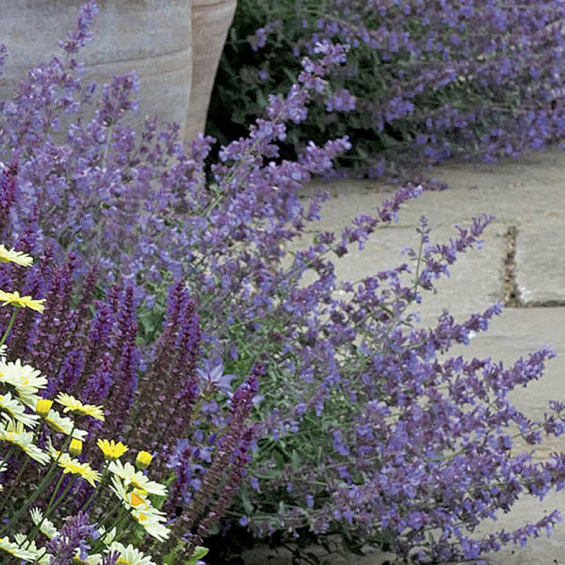 Nepeta faassenii Walkers Low - Catnip (Flowering)