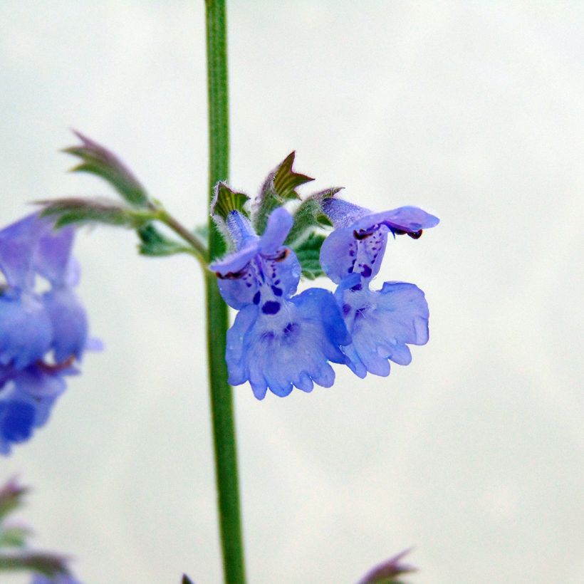 Nepeta faassenii Walkers Low - Catnip (Flowering)
