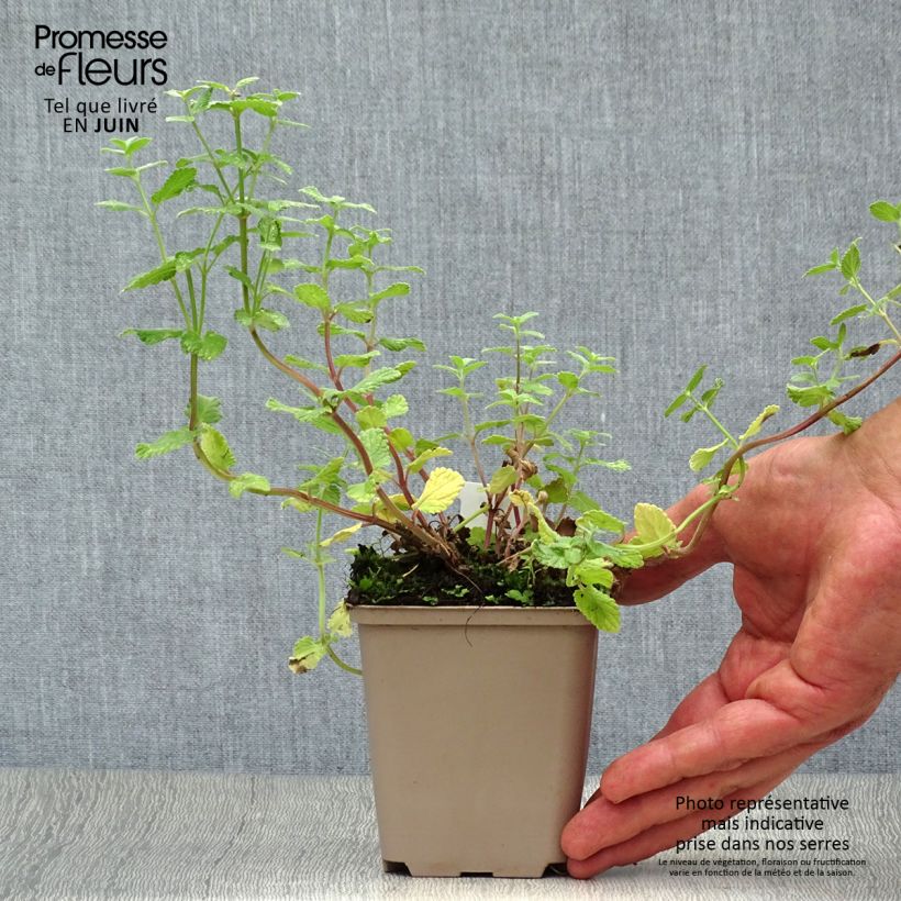 Nepeta grandiflora Summer Magic - Catnip 8/9 cm pot sample as delivered in summer