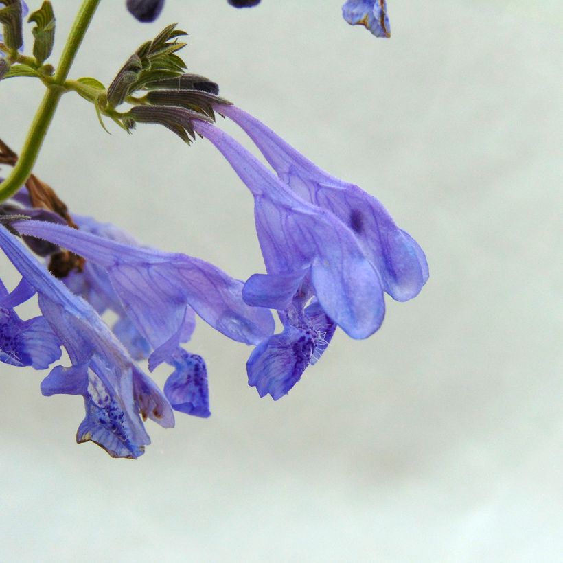 Nepeta sibirica Souvenir dAndre Chaudron - Catnip (Flowering)