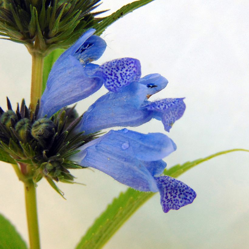 Nepeta subsessilis Laufen - Catnip (Flowering)