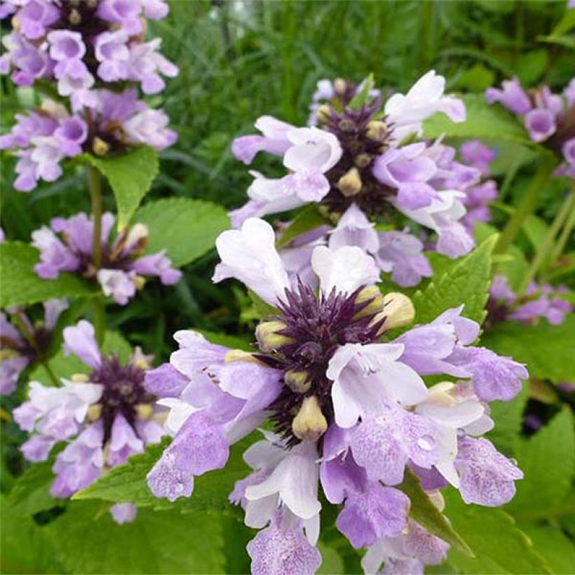Nepeta subsessilis Sweet Dreams - Catnip (Flowering)