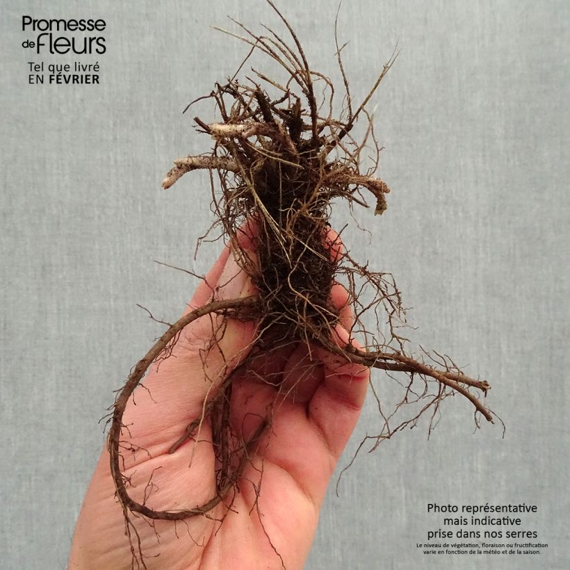 Nepeta faassenii Dropmore - Catnip Bare root sample as delivered in winter