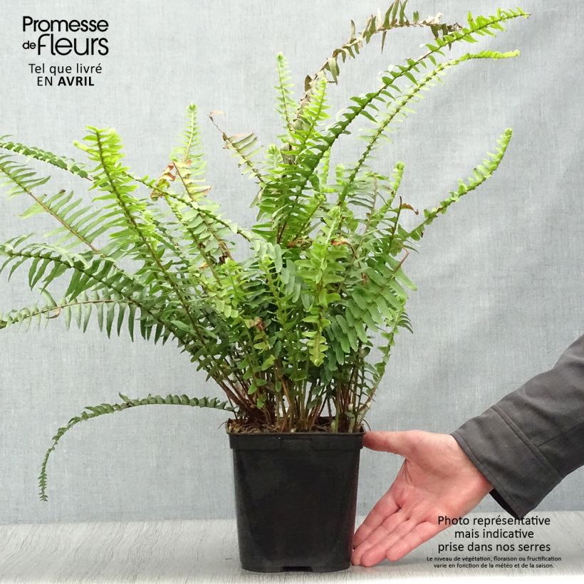 Nephrolepis cordifolia Artic Jungle - Boston Fern sample as delivered in spring