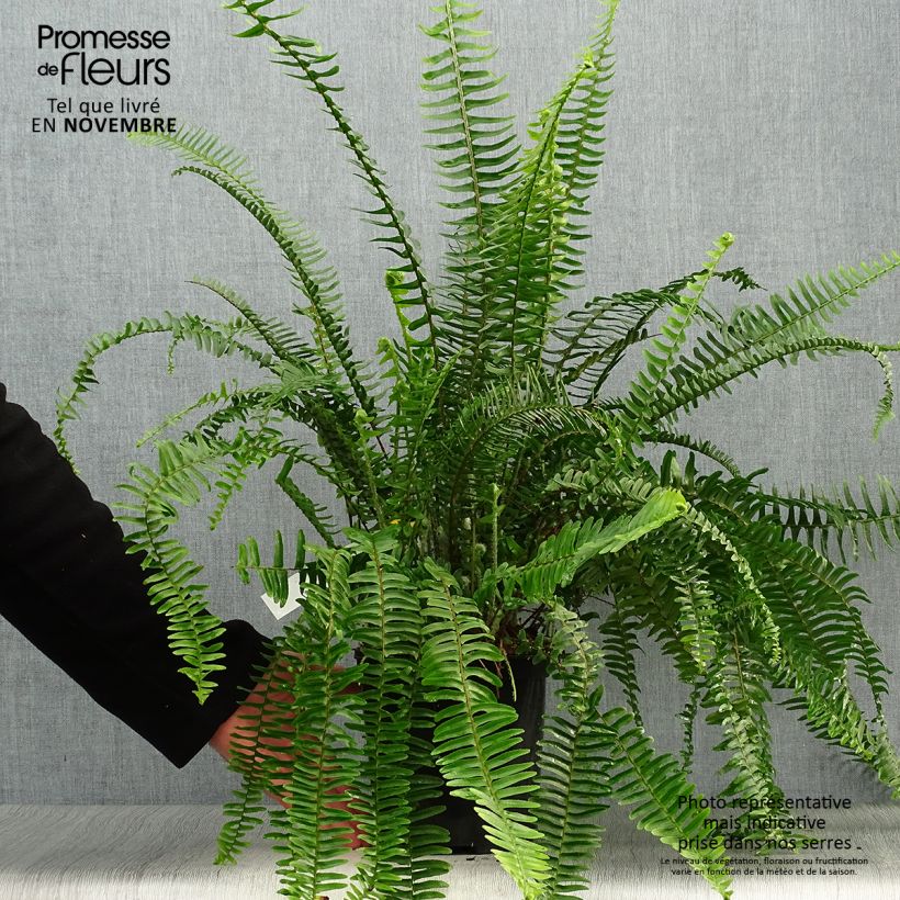 Nephrolepis cordifolia Artic Jungle - Boston Fern 2L/3L pot sample as delivered in autumn