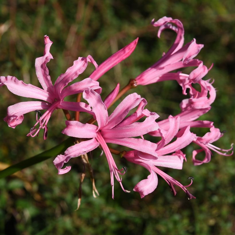 Nerine bowdenii Amandi (Flowering)