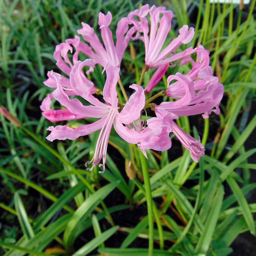 Nerine undulata (Flowering)