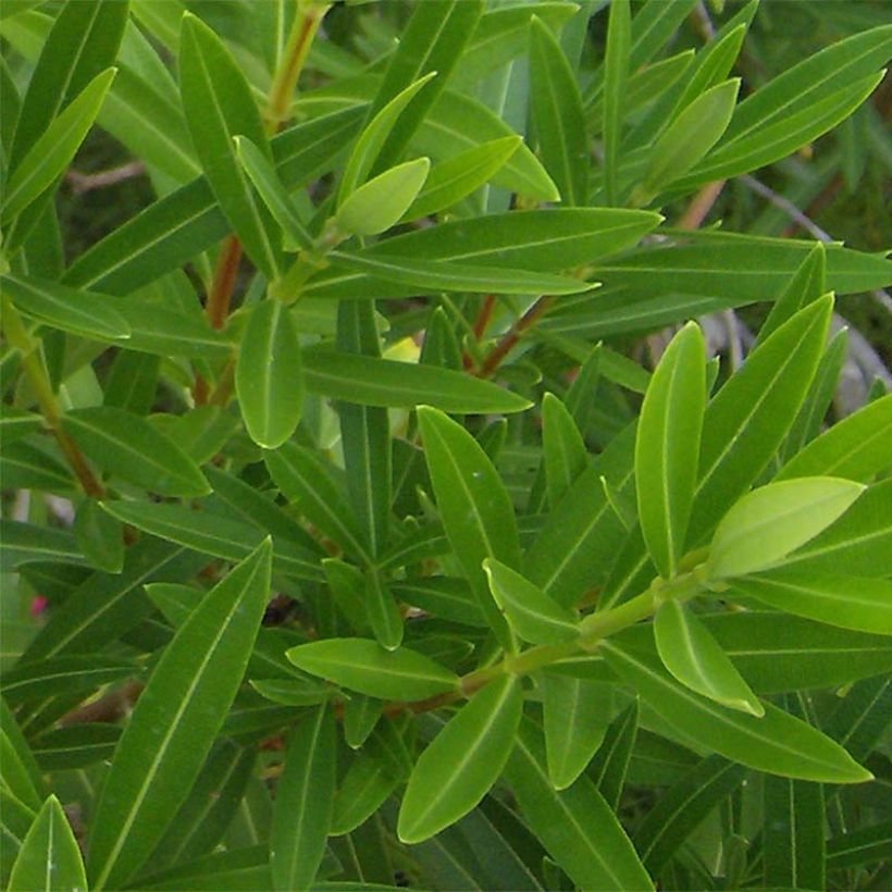 Nerium oleander Double Red (Foliage)