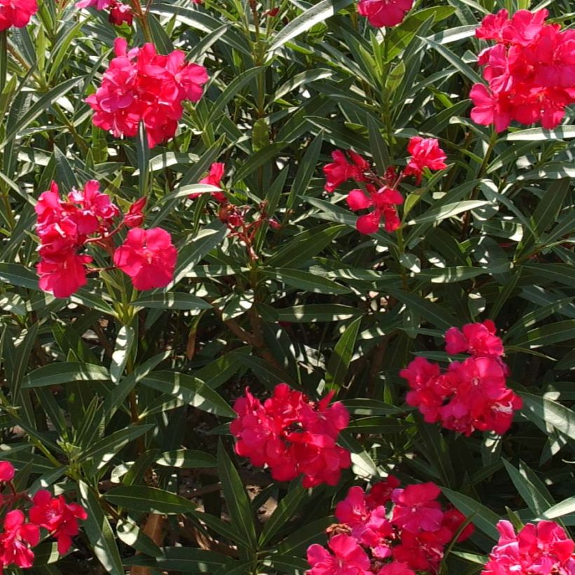 Nerium oleander Double Red (Flowering)