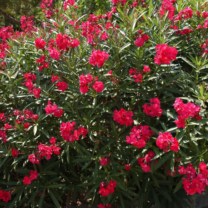 Nerium oleander Double Red (Plant habit)