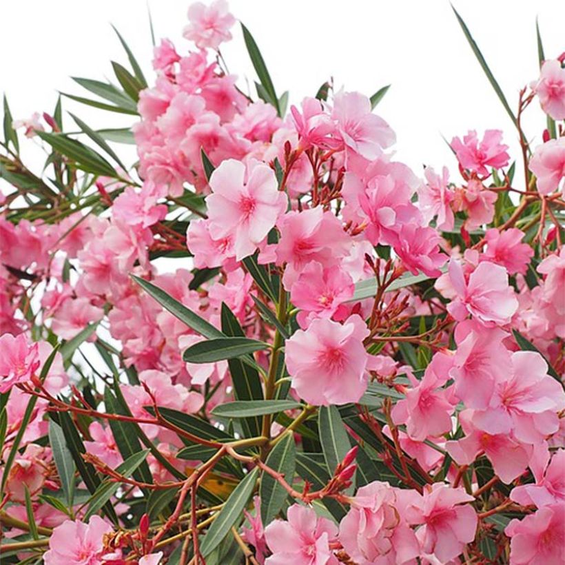 Nerium oleander - Rose Bay (Flowering)