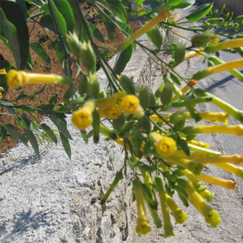 Nicotiana glauca - Ornamental tobacco (Flowering)