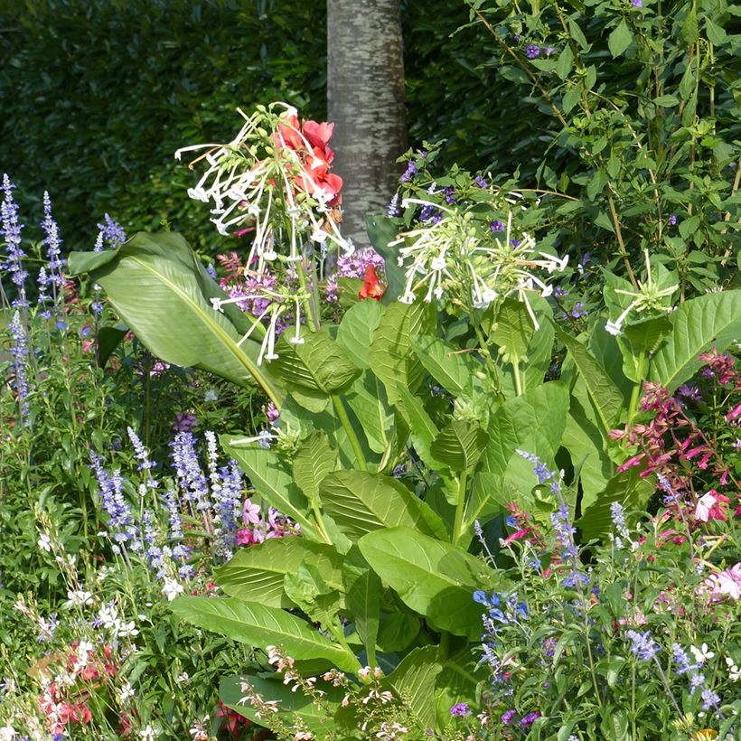 Tobacco plant Seeds - Nicotiana sylvestris (Plant habit)