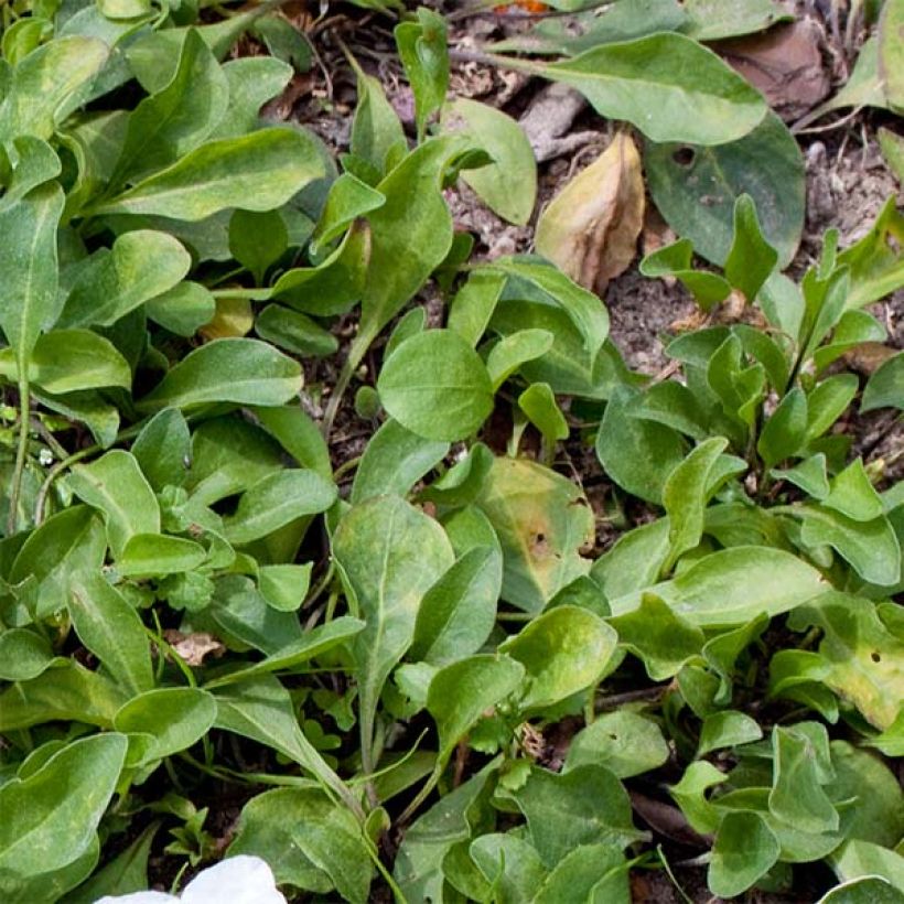 Nierembergia repens (Foliage)