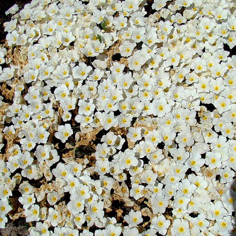Nierembergia repens (Flowering)