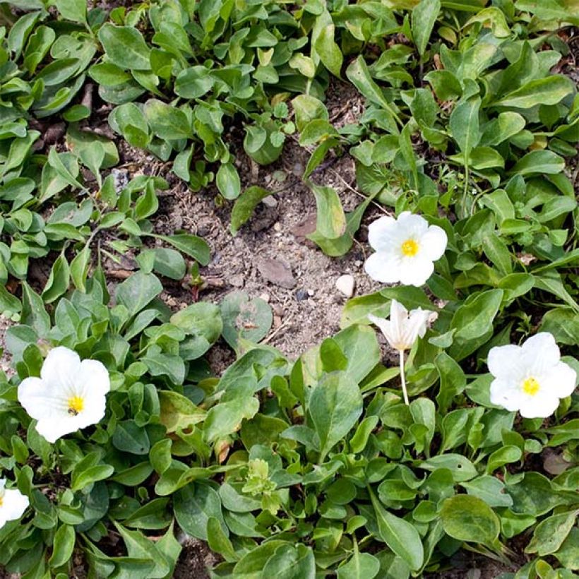 Nierembergia repens (Plant habit)